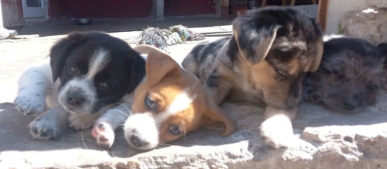chihuahua x jack russell puppies for sale in Accrington, Lancashire - Image 3