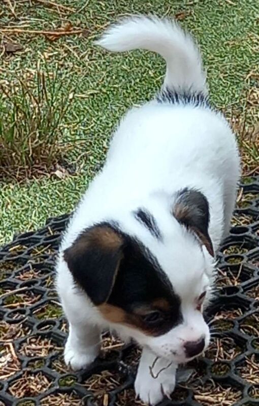 Chihuahua Puppies For Sale Under £1,000