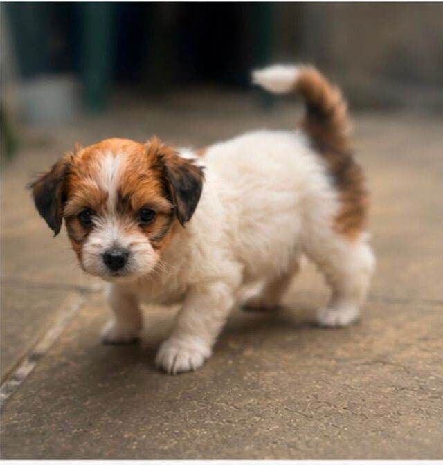 chihuahua x jack russell pups