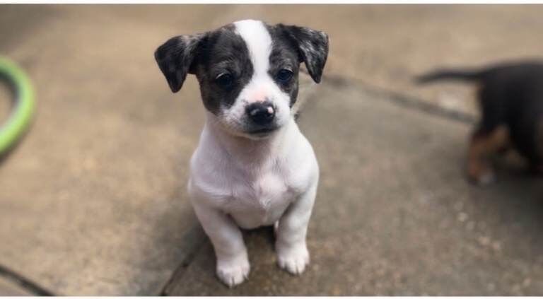 chihuahua x jack russell pups - Image 2 of 5
