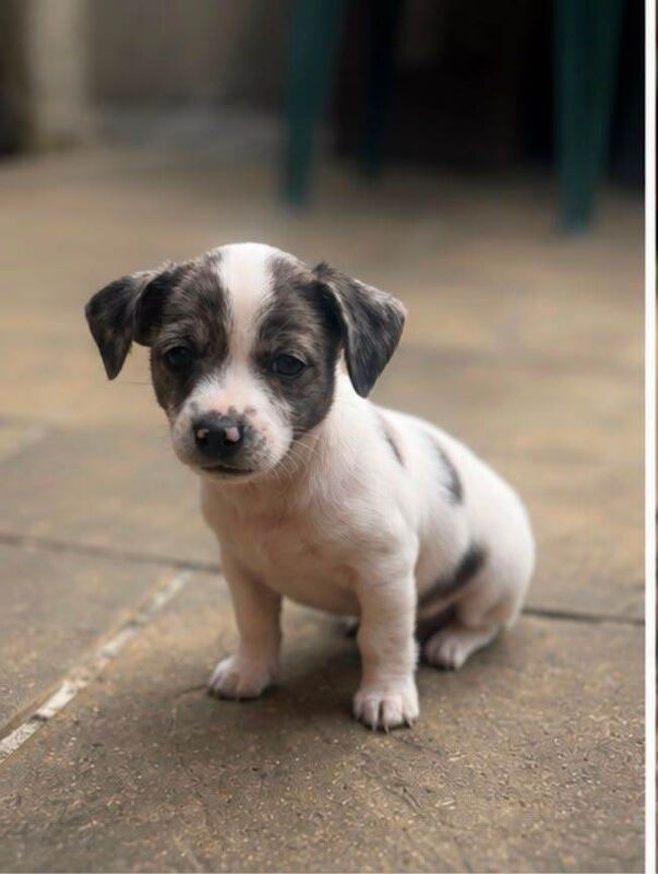 chihuahua x jack russell pups - Image 3 of 5