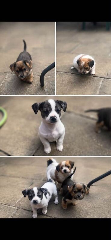 chihuahua x jack russell pups - Image 4 of 5