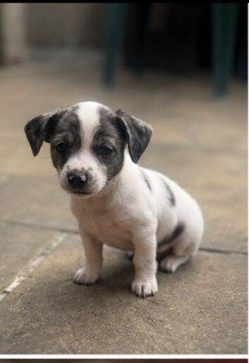 chihuahua x jack russell pups - Image 5 of 5