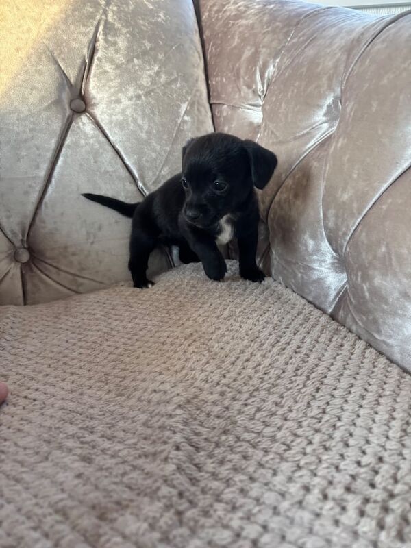 chihuahua X jackawawa puppies available for sale in Uckfield, East Sussex | Image 2