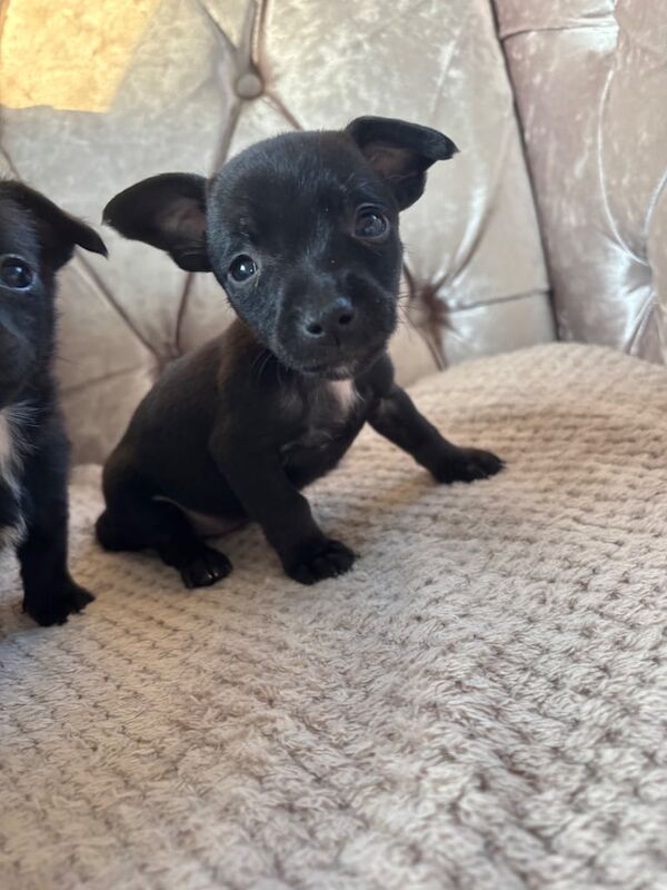 chihuahua X jackawawa puppies available for sale in Uckfield, East Sussex | Image 3