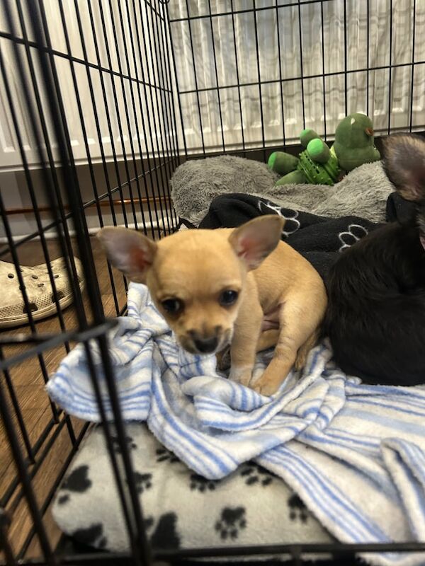 Chihuahua puppies for sale in Washington, Tyne and Wear – 8 weeks old