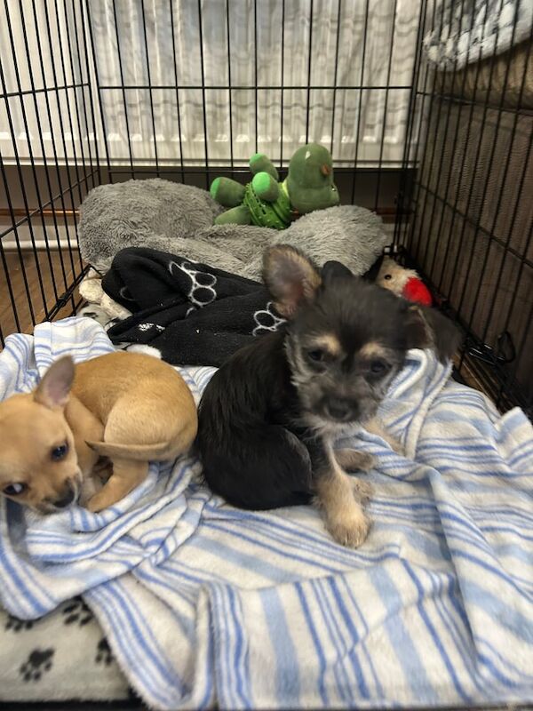 Chihuahua puppies for sale in Washington, Tyne and Wear – 8 weeks old - Image 2 of 3