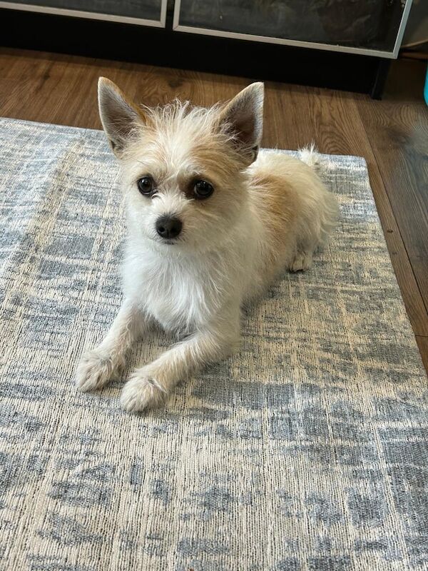 Chihuahua puppies for sale in Washington, Tyne and Wear – 8 weeks old - Image 3 of 3