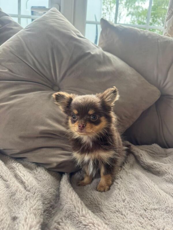 Chihuahua Puppies For Sale