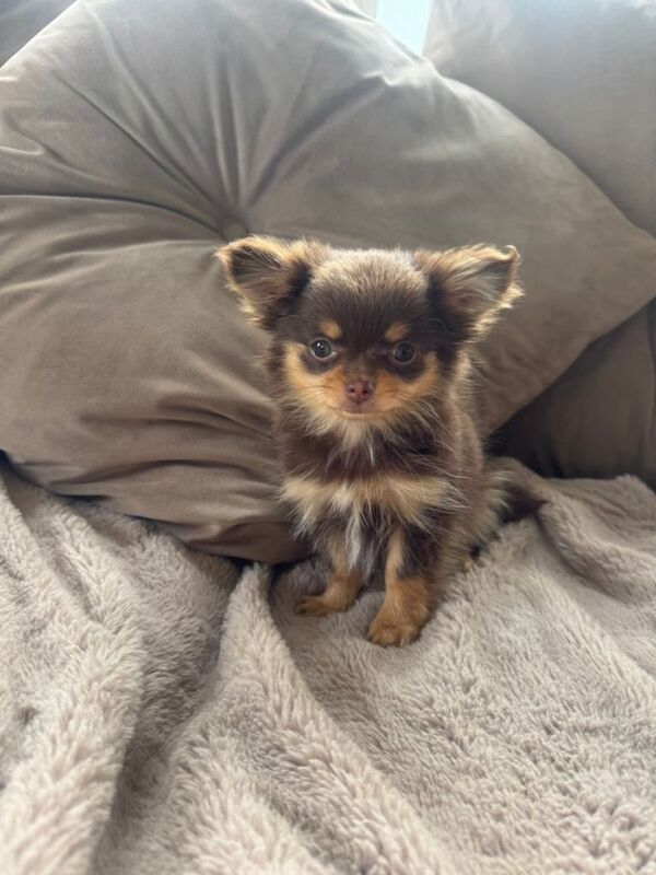 Chihuahua x pom - Image 2 of 3
