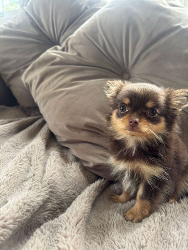 Chihuahua x pom - Image 3 of 3