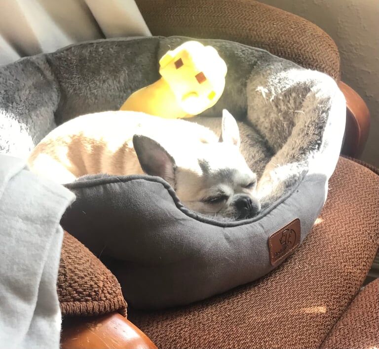 Chihuahua puppies for sale in Westcliff-on-Sea, Essex – 7 years old - Image 2 of 3