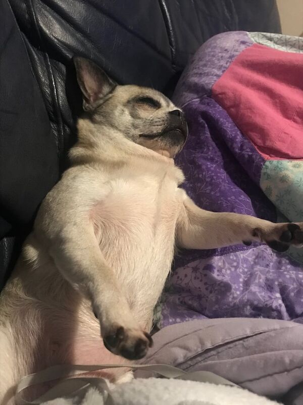 Chihuahua puppies for sale in Westcliff-on-Sea, Essex – 7 years old - Image 3 of 3