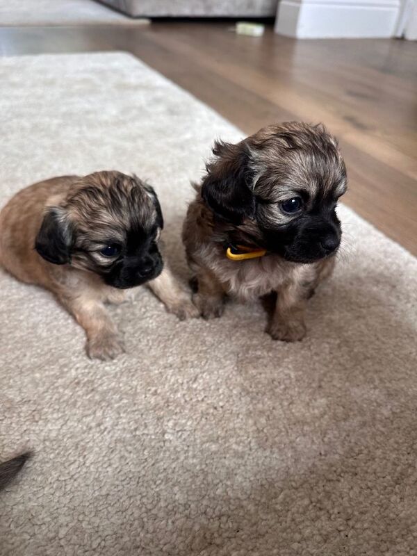 Chihuahua Puppies For Sale Under £1,000