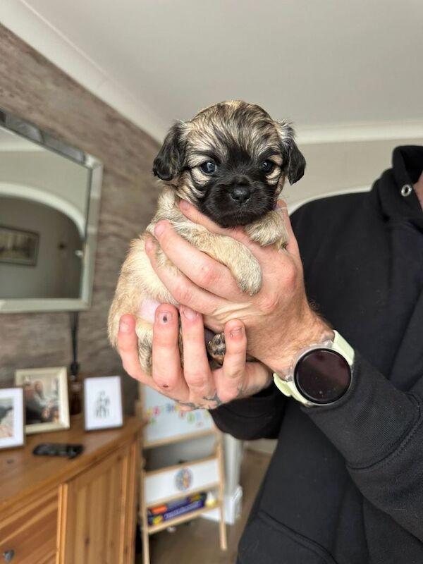 Chihuahua x puppies - Image 2 of 4
