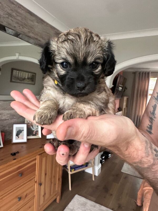 Chihuahua x puppies - Image 3 of 4