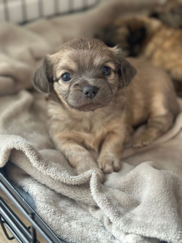 Chihuahua x puppies - Image 4 of 4