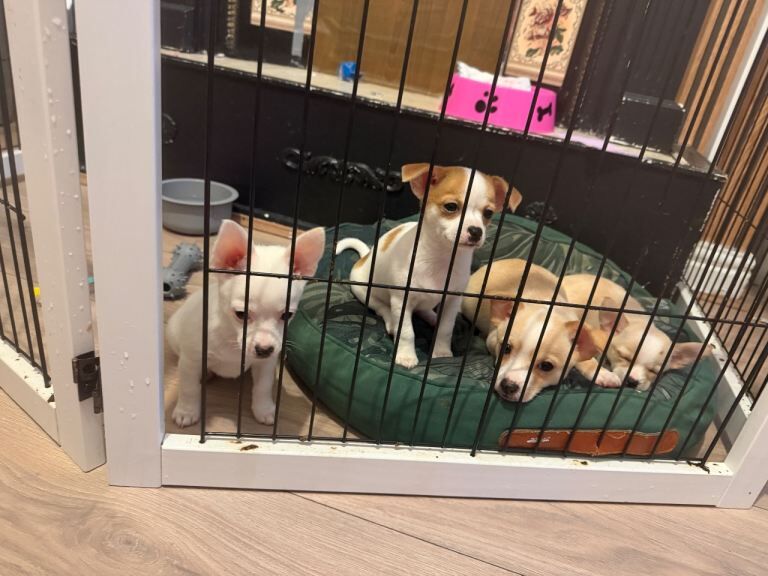 Chihuahua Puppies For Sale Under £1,000