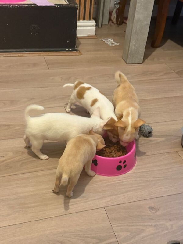 Chihuahua x shih tzu cross puppies - Image 2 of 4