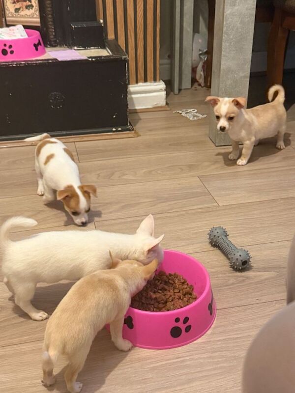 Chihuahua x shih tzu cross puppies - Image 3 of 4