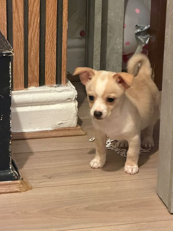 Chihuahua x shih tzu cross puppies - Image 4 of 4