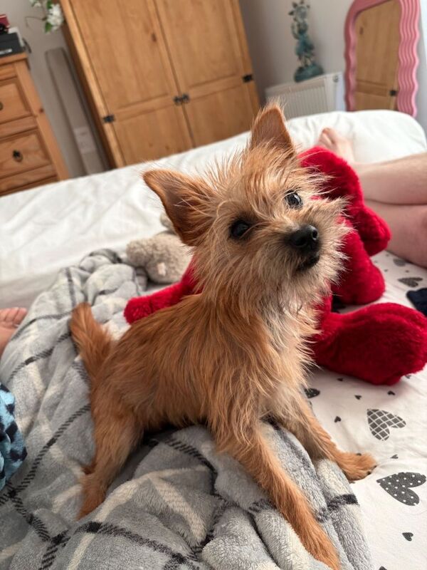 Chihuahua x yoke - Image 4 of 6