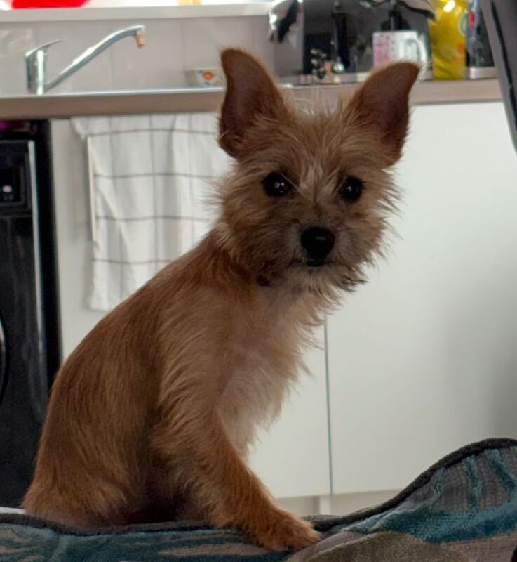 Chihuahua x yoke - Image 5 of 6