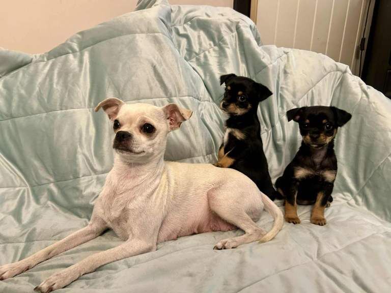 Chihuahua puppies for sale in Easterhouse, City of Glasgow – 8 weeks old