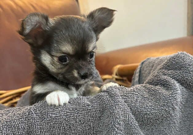 Micro long haired chihuahua shop
