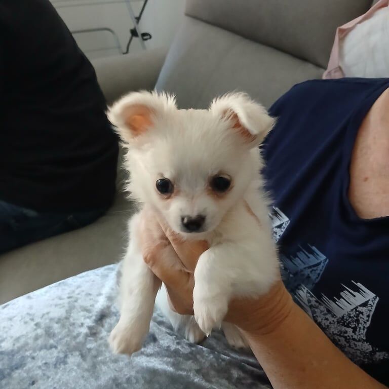 Chihuahua puppies for sale in Airdrie, Lanarkshire – 7 weeks old