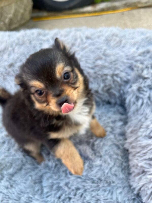 Chihuahua puppies for sale in Boston, Lincolnshire – 11 weeks old