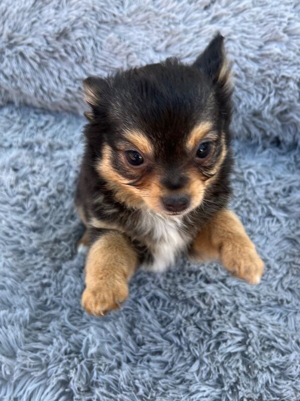 Chihuahua puppies for sale in Boston, Lincolnshire – 11 weeks old - Image 2 of 3