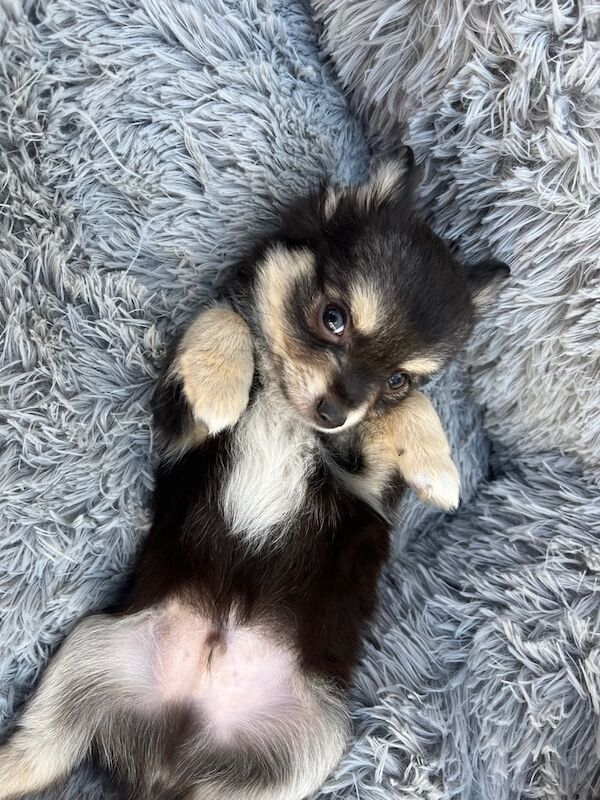 Chihuahua puppies for sale in Boston, Lincolnshire – 11 weeks old - Image 3 of 3