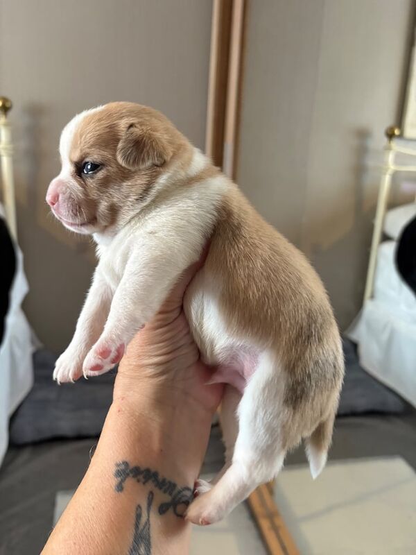 Chihuahua puppies for sale in Barking, Greater London – 3 weeks old