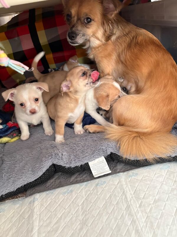 Chihuahua puppies for sale in Barking, Greater London – 6 weeks old