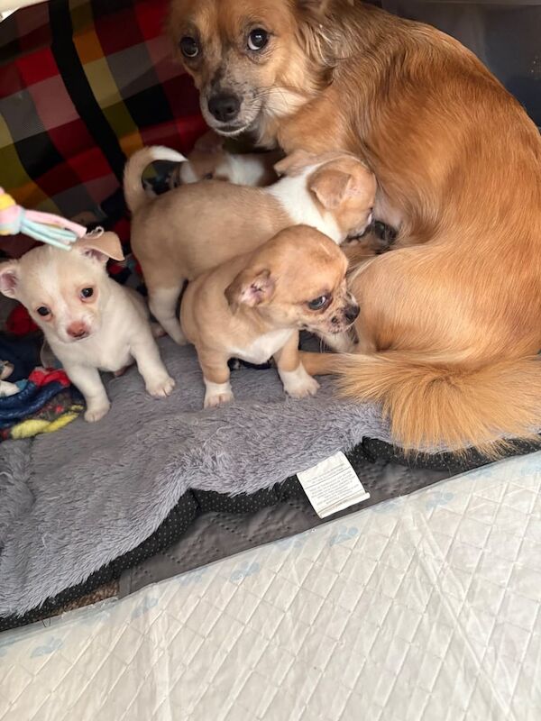 Chihuahua puppies for sale in Barking, Greater London – 6 weeks old - Image 2 of 6