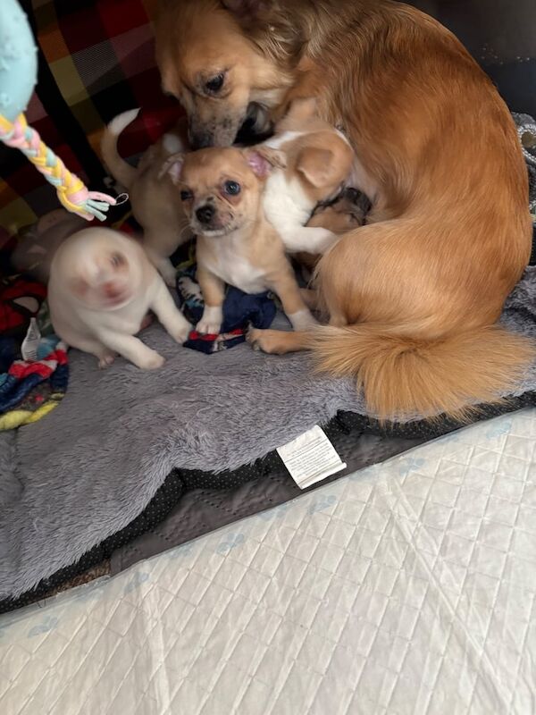 Chihuahua puppies for sale in Barking, Greater London – 6 weeks old - Image 3 of 6