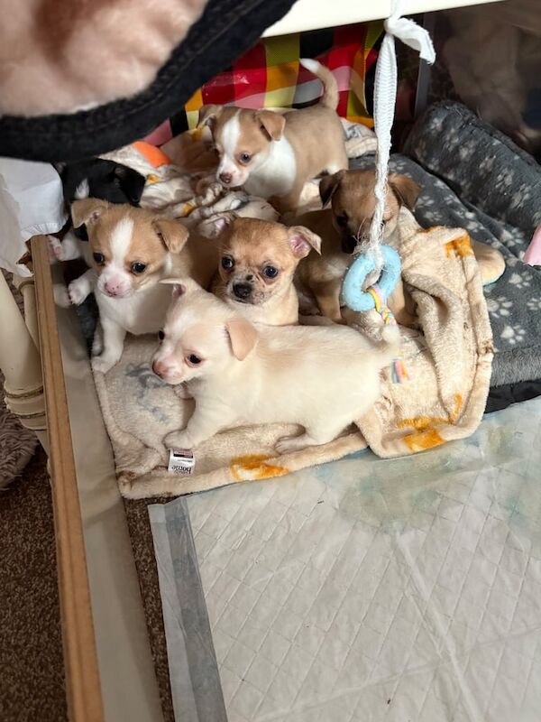 Chihuahua puppies for sale in Barking, Greater London – 6 weeks old - Image 4 of 6