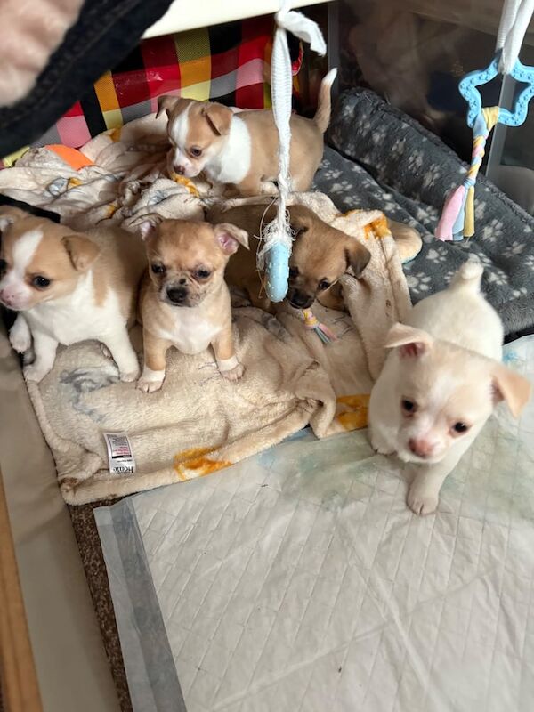 Chihuahua puppies for sale in Barking, Greater London – 6 weeks old - Image 5 of 6