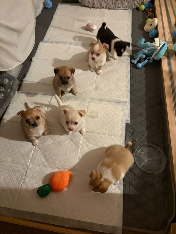 Chihuahua puppies for sale in Barking, Greater London – 6 weeks old - Image 6 of 6