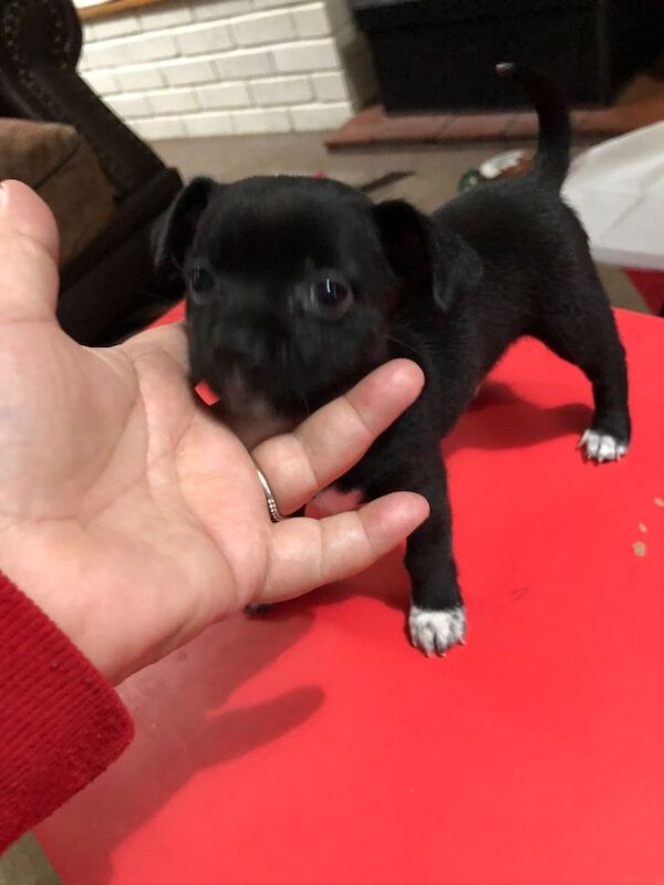 Chihuahua puppies for sale in Northampton, Northamptonshire – 10 weeks old