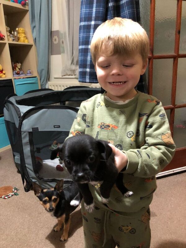 Chihuahua puppies for sale in Northampton, Northamptonshire – 10 weeks old - Image 2 of 6