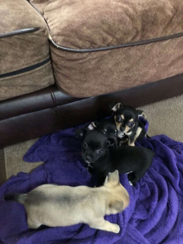 Chihuahua puppies for sale in Northampton, Northamptonshire – 10 weeks old - Image 3 of 6