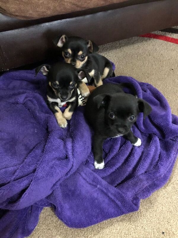 Chihuahua puppies for sale in Northampton, Northamptonshire – 10 weeks old - Image 5 of 6