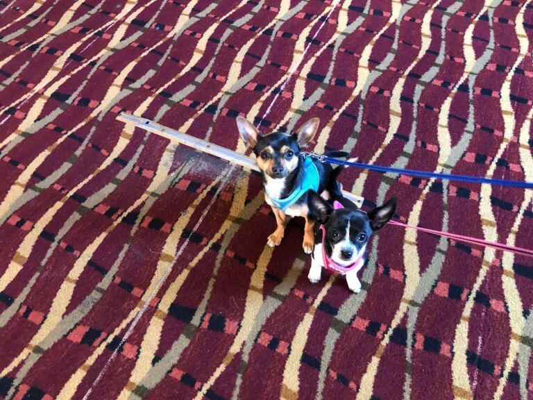 Chihuahua puppies for sale in Northampton, Northamptonshire – 10 weeks old - Image 6 of 6