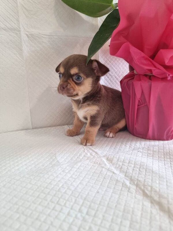 Kennel Club Registered Chihuahua Puppies For Sale