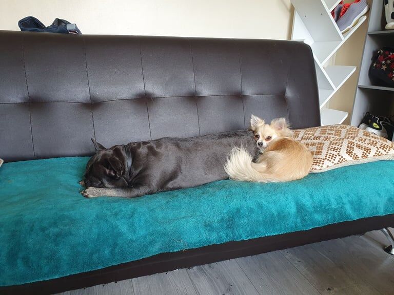 Chihuahua puppies for sale in Luton, Bedfordshire – 7 years old