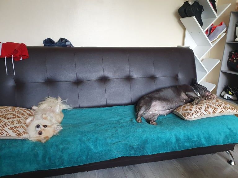 Chihuahua puppies for sale in Luton, Bedfordshire – 7 years old - Image 2 of 5