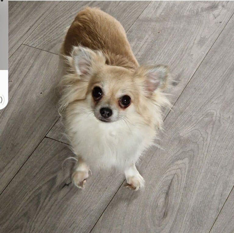 Chihuahua puppies for sale in Luton, Bedfordshire – 7 years old - Image 4 of 5