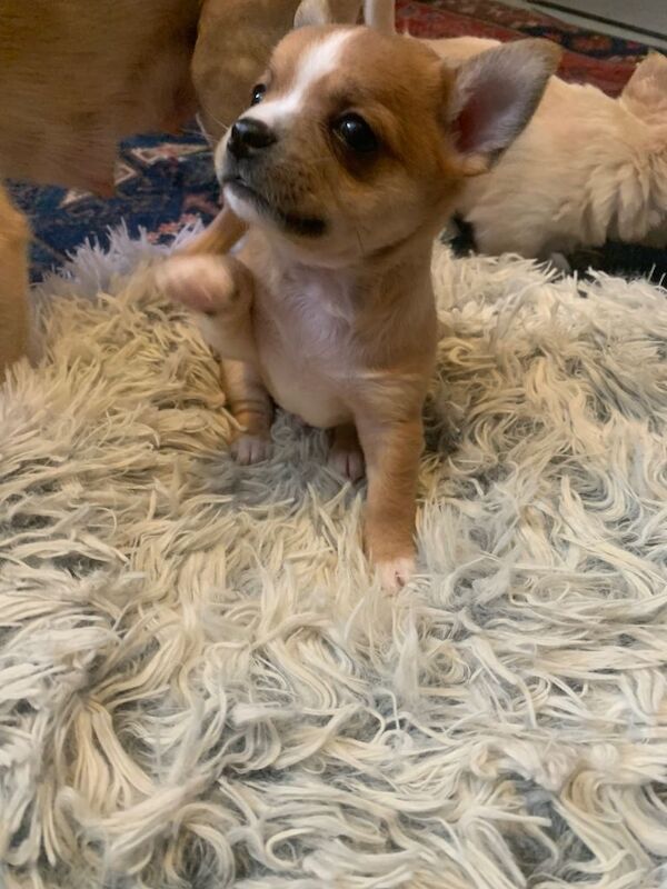Chihuahua Puppies For Sale